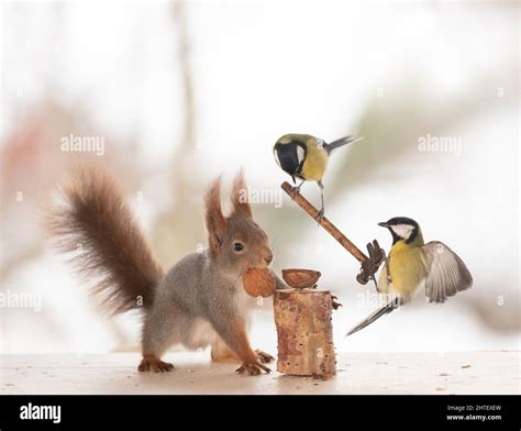 Red Squirrel Holding An Hammer With Walnut Stock Photo Alamy