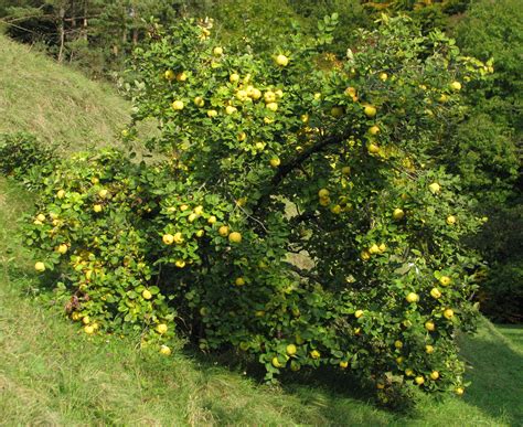 Fichier:Quittenbaum cydonia oblonga.jpg — Wikipédia