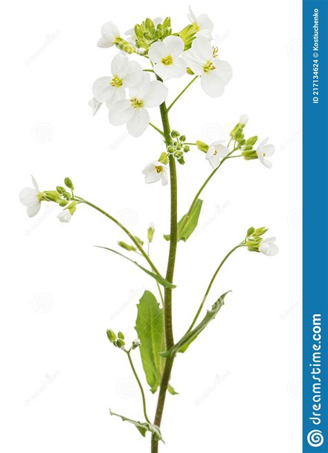 Flowers Of Arabis Isolated On White Background Stock Photo Image Of