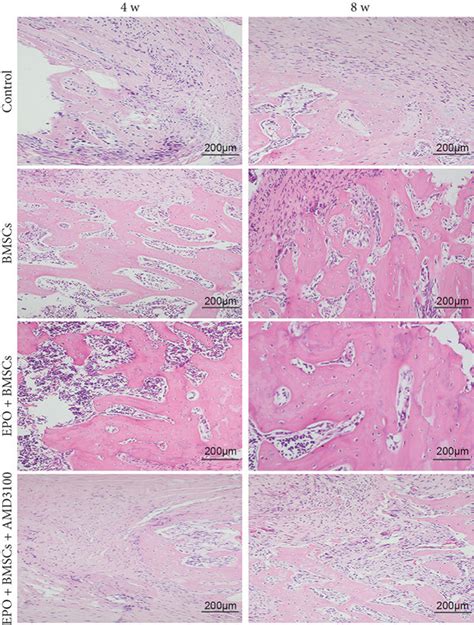 Histological Examination Of Newly Regenerated Bone At 4 And 8 Weeks Download Scientific Diagram