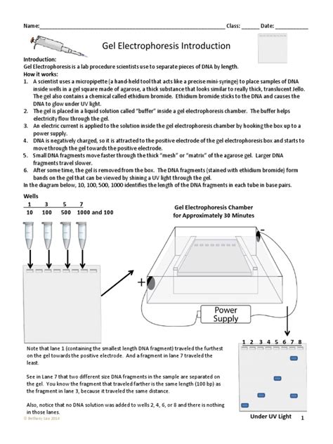 Gel Electrophoresis Restriction Enzymes and PCR | PDF | Agarose Gel ...