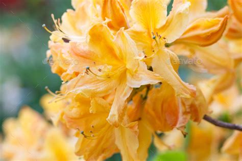 Rhododendron (azalea ) flowers of various colors in the spring garden Stock Photo by uladzimirz