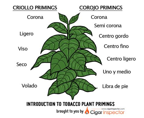 Introduction to Tobacco Plant Primings @ Cigar Inspector