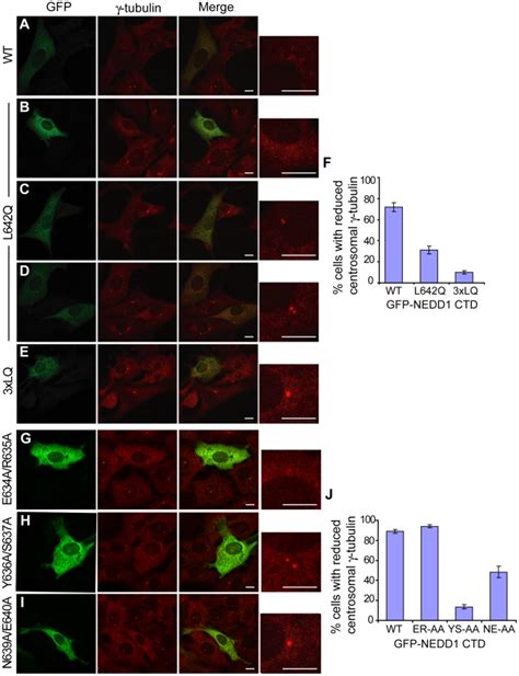 A E G I The Localization Of Wt And Mutant Gfp Nedd Ctd Protein And