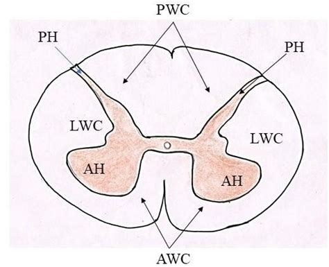 Internal Structure Of Spinal Cord In Transverse Section Download