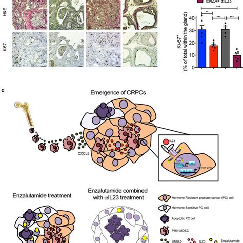 Multiparametric Flow Cytometry Analysis Of Myeloid Populations In The