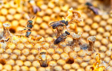 O Uso Do Agrotóxico Fipronil é Restringido Em Projeto De Lei Para