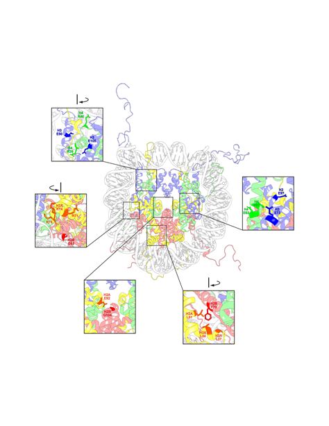 The Expanding Landscape Of Oncohistone Mutations In Human Cancers