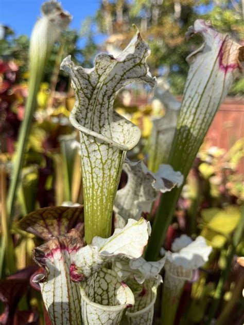 Sarracenia Leucophylla Var Alba Seed Grown Pitchers Hurricane