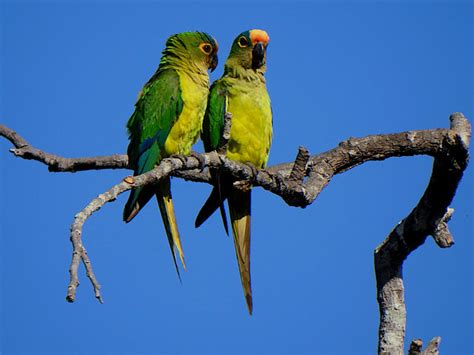 Foto Periquito Rei Eupsittula Aurea Por Guilherme Adams Wiki Aves