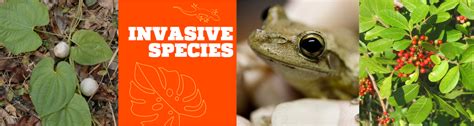 National Invasive Species Awareness Week Nisaw Events Uf Ifas