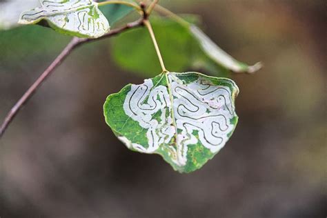 How To Get Rid Of Leaf Miners On Citrus