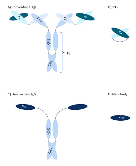 Schematic overview of conventional (A) and heavy-chain (C) antibodies ...