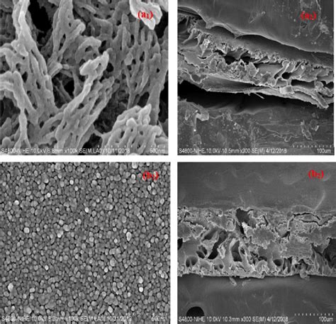 Sem Images Of Acetate Cellulose Ca Film A Film Surface A