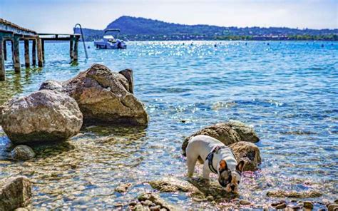 Camping Mit Hund Gardasee Florian Baumgartner