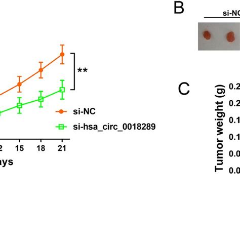 Hsa Circ 0018289 Knockdown Inhibited Tumor Growth In Vivo A Tumor