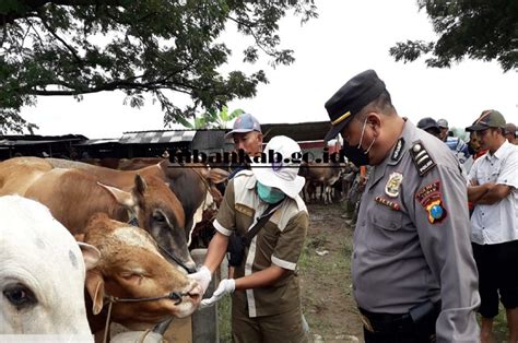 Wabah Pmk Di Kabupaten Tuban Pipin Perlu Dilakukan Pembatasan Lalu