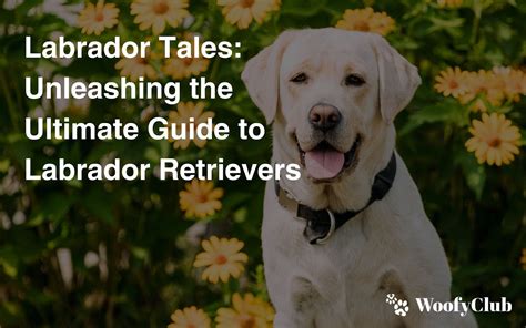 Labrador Tales Unleashing The Ultimate Guide To Labrador Retrievers