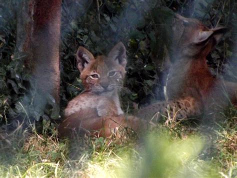 2013 - Eurasian lynx cubs 3 by Lena-Panthera on DeviantArt