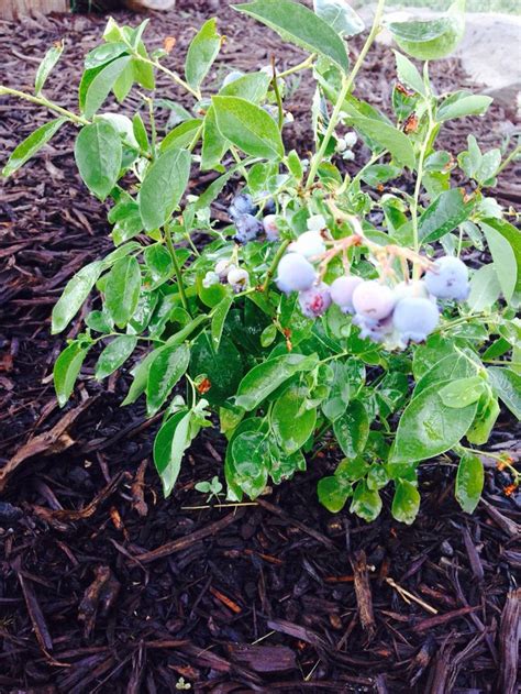 Our First Season Of Blueberries Plants Blueberry Seasons