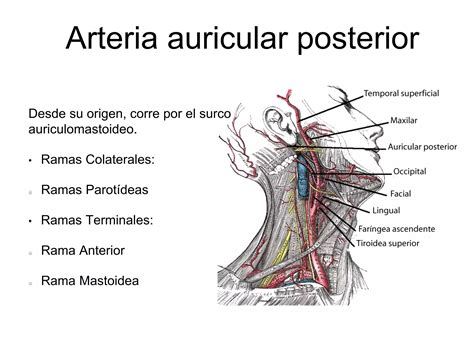 Arteria Carótida Externa Ppt