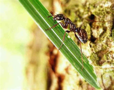 Despídete de las hormigas en las raíces de tus plantas