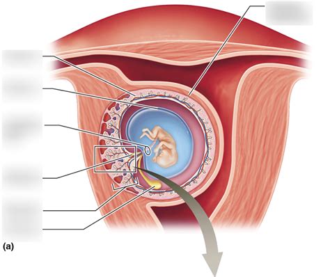 A P II Lab Female Reproductive System Development And Nutritive