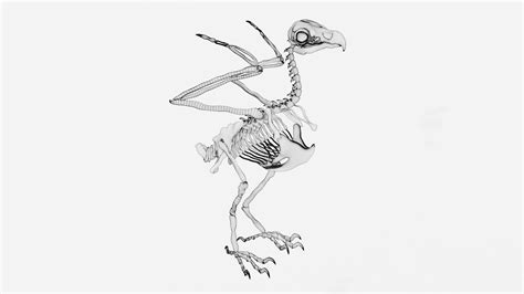 Eagle Skeleton 3d Model Turbosquid 1986113