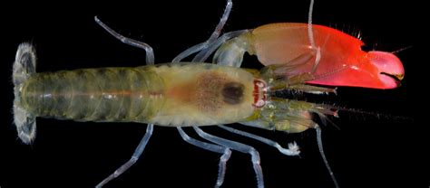 The Powerful Pistol Shrimp Critter Science