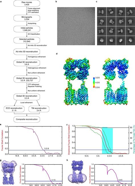 Cryo Em Imaging Of Human Gabab Receptor A Workflow Of Cryo Em Data