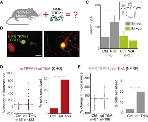 Hypofunctional Trka Accounts For The Absence Of Pain Sensitization In