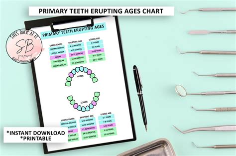 Primary Teeth Eruption Chart Baby Teeth Eruption Ages Tooth