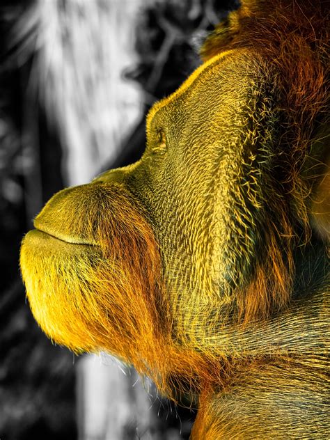 Orangutan Prymas Małpa Darmowe zdjęcie na Pixabay Pixabay