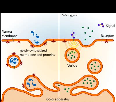 Types of Exocytosis | Download Scientific Diagram