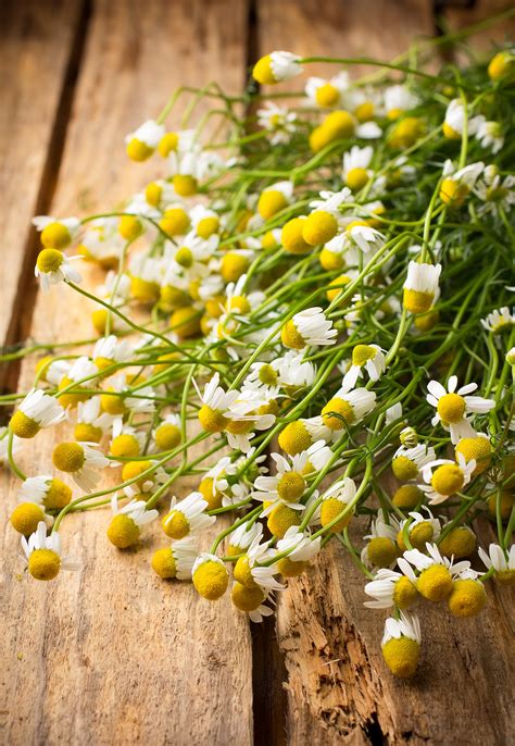Chamomile Seed | Bentley Seeds