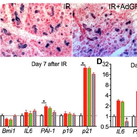 Mechanisms Of GDF15 Inhibition By Activation Of Hh Signaling A