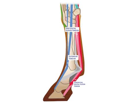 Tackling Tendon Injuries Horse And Rider