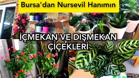 BURSA DAN NURSEVİL HANIMIN ÇİÇEKLERİNİ GÖRMELİSİNİZKalathia Çiçeği