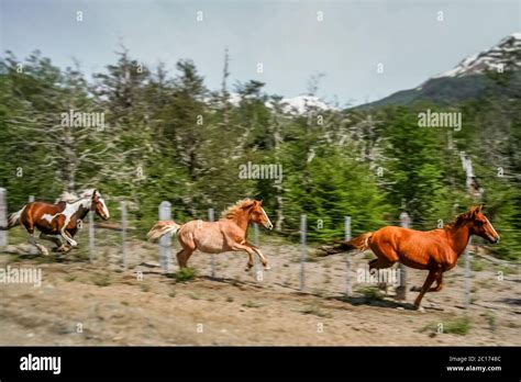 Three running horses Stock Photo - Alamy