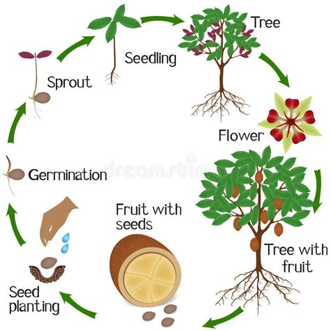 Ciclo De Crescimento Da Planta De Amoreira Em Fundo Branco Ilustra O