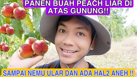 Panen Buah Peach Liar Di Gunung Ternyata Banyak Pohon Yang Lebat