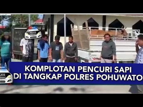 Polres Pohuwato Menangkap Komplotan Pencuri Sapi Di Pidana Tahun