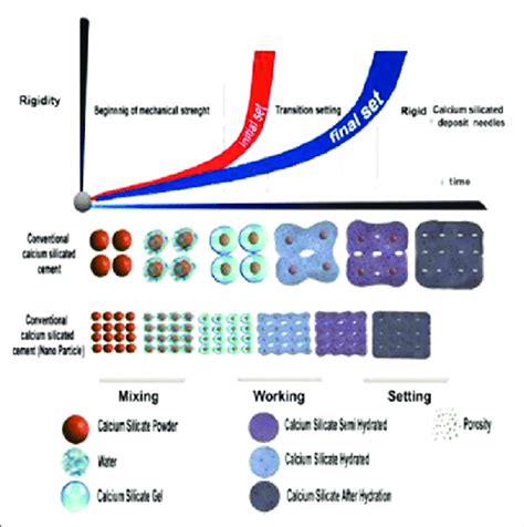 Schematic Figure Of The Mixing Working And Setting Phases Of Calcium