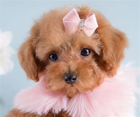 Dog Brown Puppy Toy Poodle Cute Mini Teacup Puppy Caine Hd