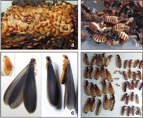 conehead termite castes featuring  soldiers black oval