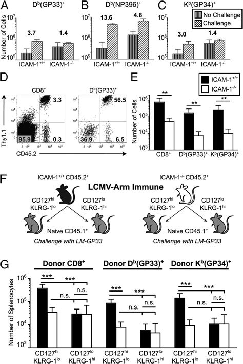 Icam 1dependent Tuning Of Memory Cd8 T Cell Responses Following Acute