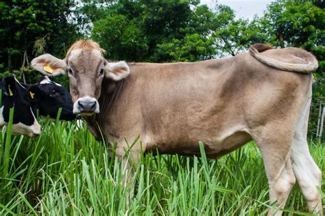 Heifer vs Cows – Definitions and Key Differences – Fauna Facts