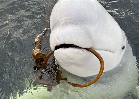 Hvaldimir il beluga da guerra avrà una riserva marina La storia della