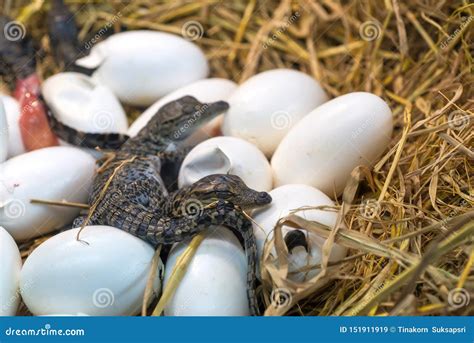 New Born Crocodile Baby Incubation Hatching Eggs Lying On The Straw