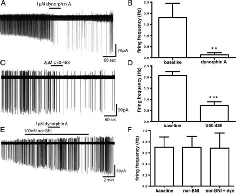 Dynorphin A Inhibits The Firing Rate Of ARN Kisspeptin Neurons Via